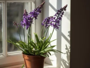 indoor plant with purple flowers