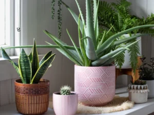 indoor small house plants