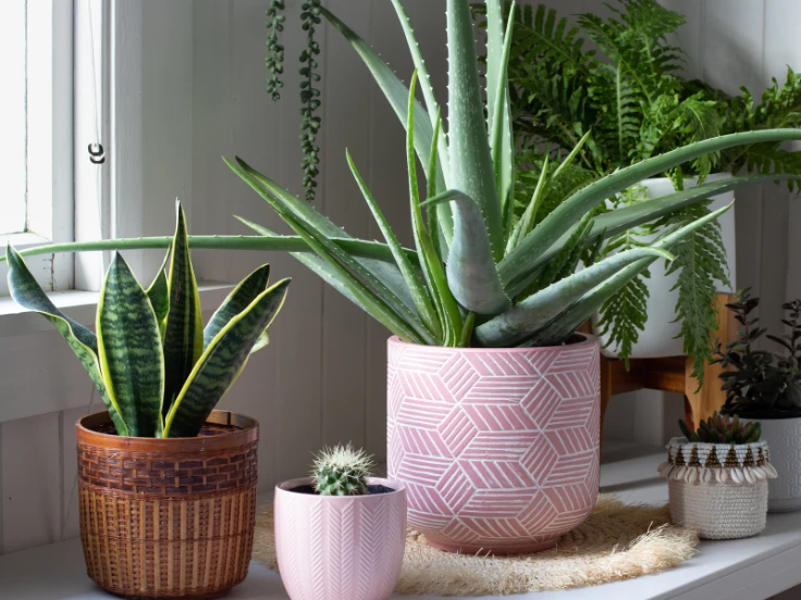 indoor small house plants