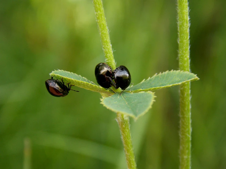 little black bugs on plants