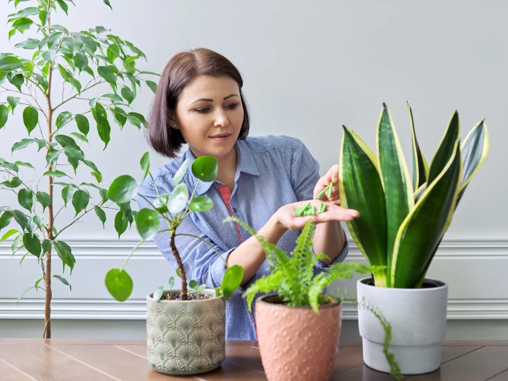 natural fertilizer for indoor plants