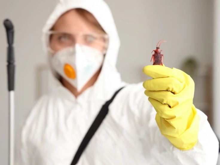 pest control spray for silverfish