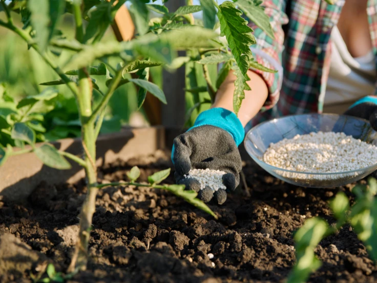 plant fertilizer for indoor plants