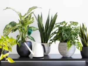 plants that keep bugs away indoors