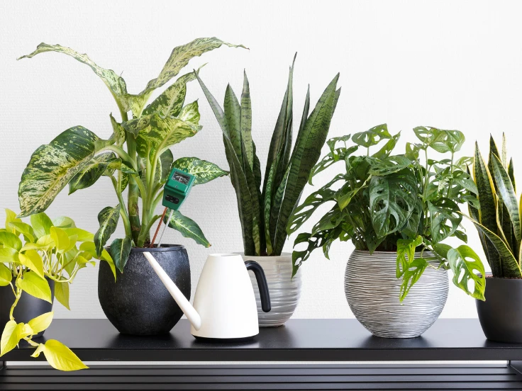 plants that keep bugs away indoors