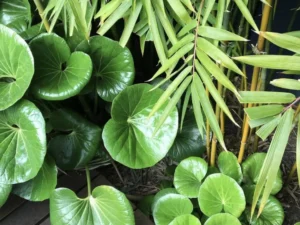 tractor seat plant indoor