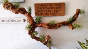 Air Plant Display Ideas: Creative Hanging, Wall and DIY Inspiration