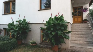 Plants for Front of House Ideas