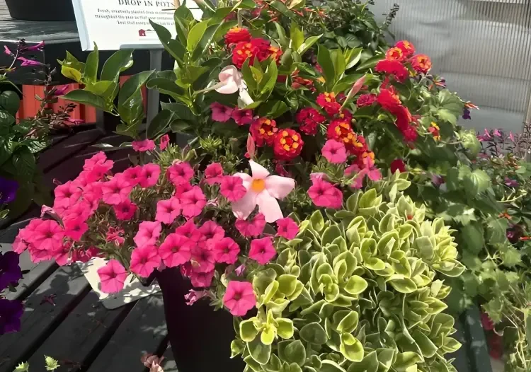 Best Gift Ideas for Gardening Lovers: