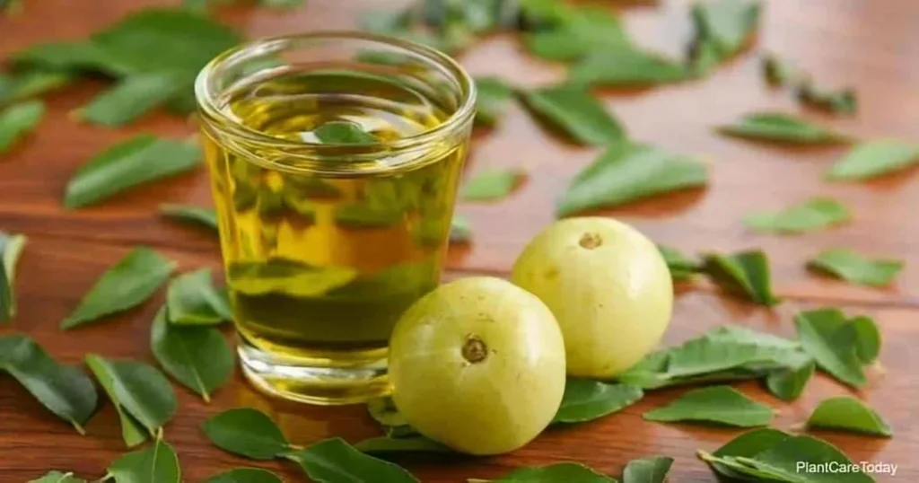 How to Apply Neem Oil: