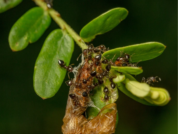 ants in yard pest control