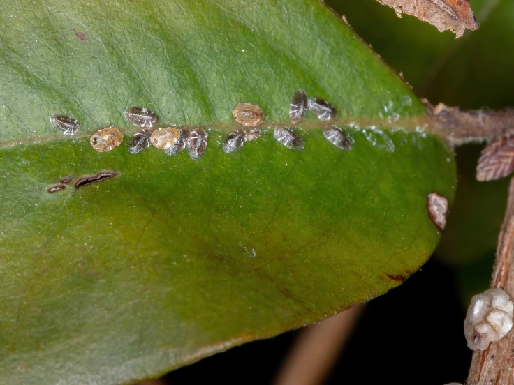 neem oil for scale insects