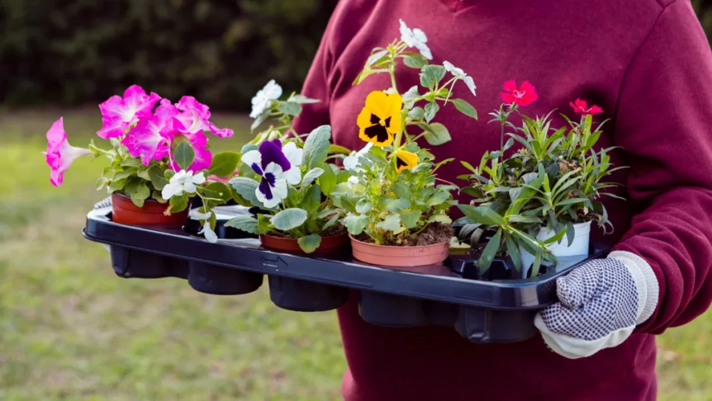 plant combination ideas for container gardens
