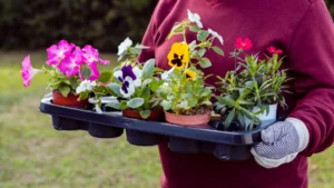 plant combination ideas for container gardens