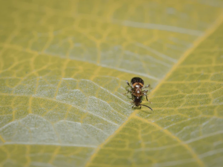 tiny black bugs on plants