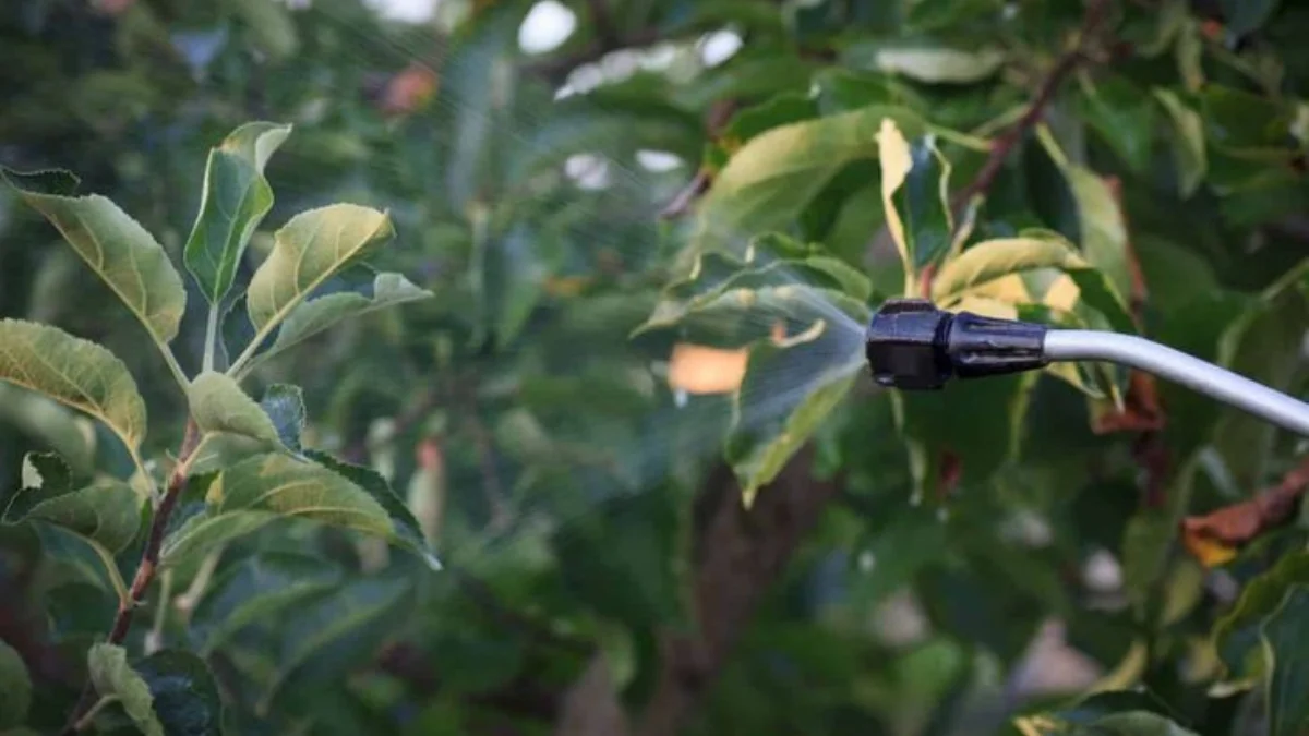close-up of a garden plant being sprayed