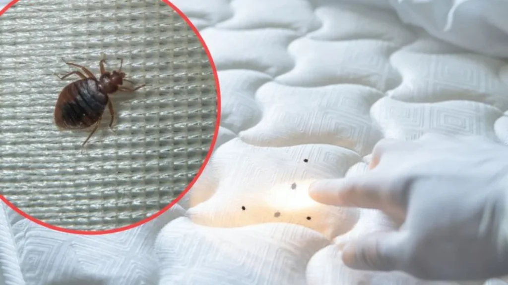 bed bug on fabric is highlighted in a red circle