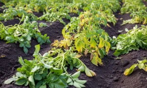 Potato plants with healthy and diseased leaves