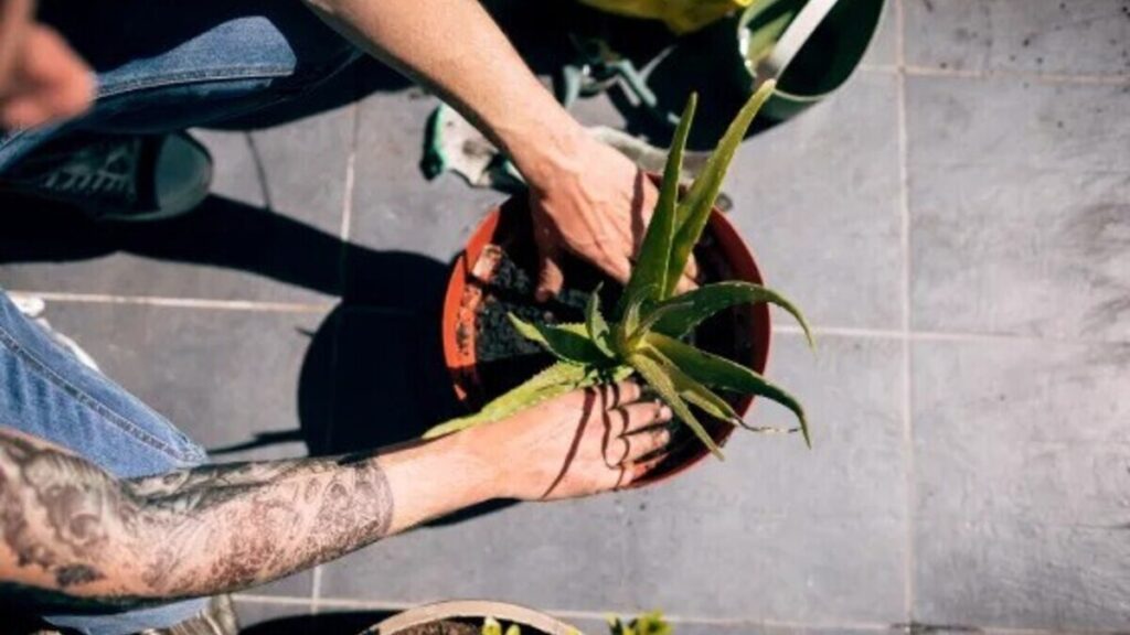aloe vera plant care