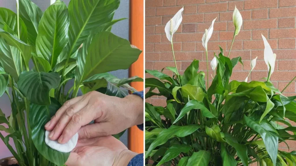 Peace Lily Care