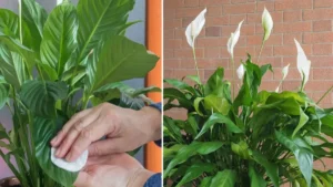 Peace Lily Care