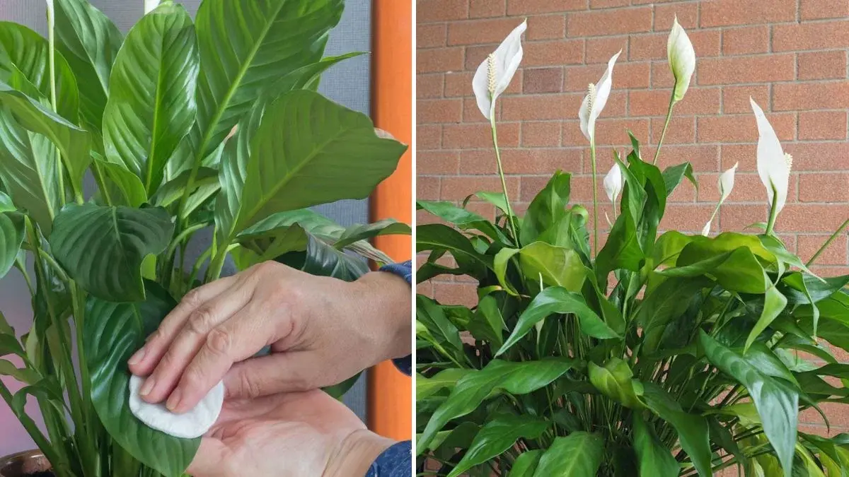 Peace Lily Care