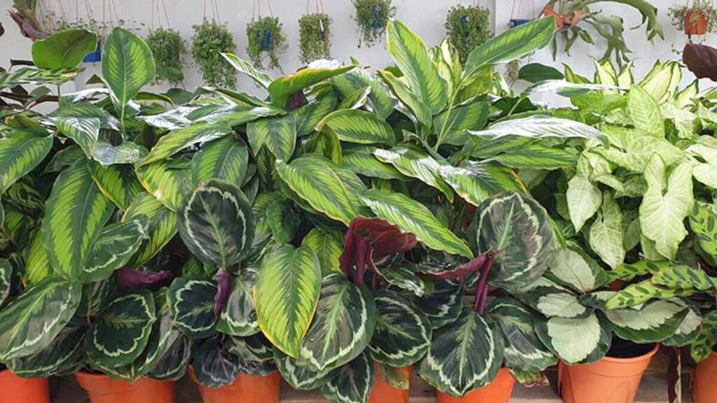 Calathea Care