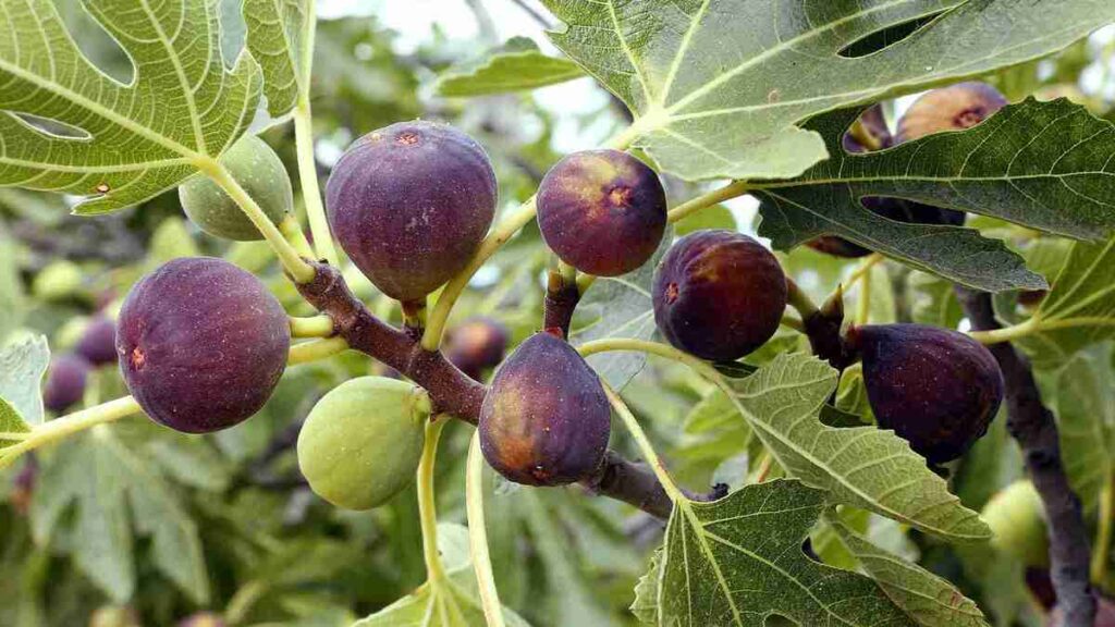 Fig Tree Care: Indoor & Outdoor Growing Tips
