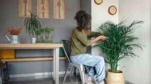 Peeacelily | Parlor Palm Care: Elegant & Easy Indoor Palms Parlor Palm Care: Elegant & Easy Indoor Palms