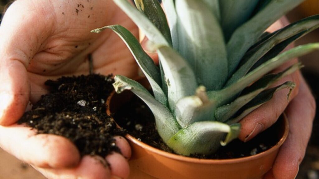 pineapple plant care