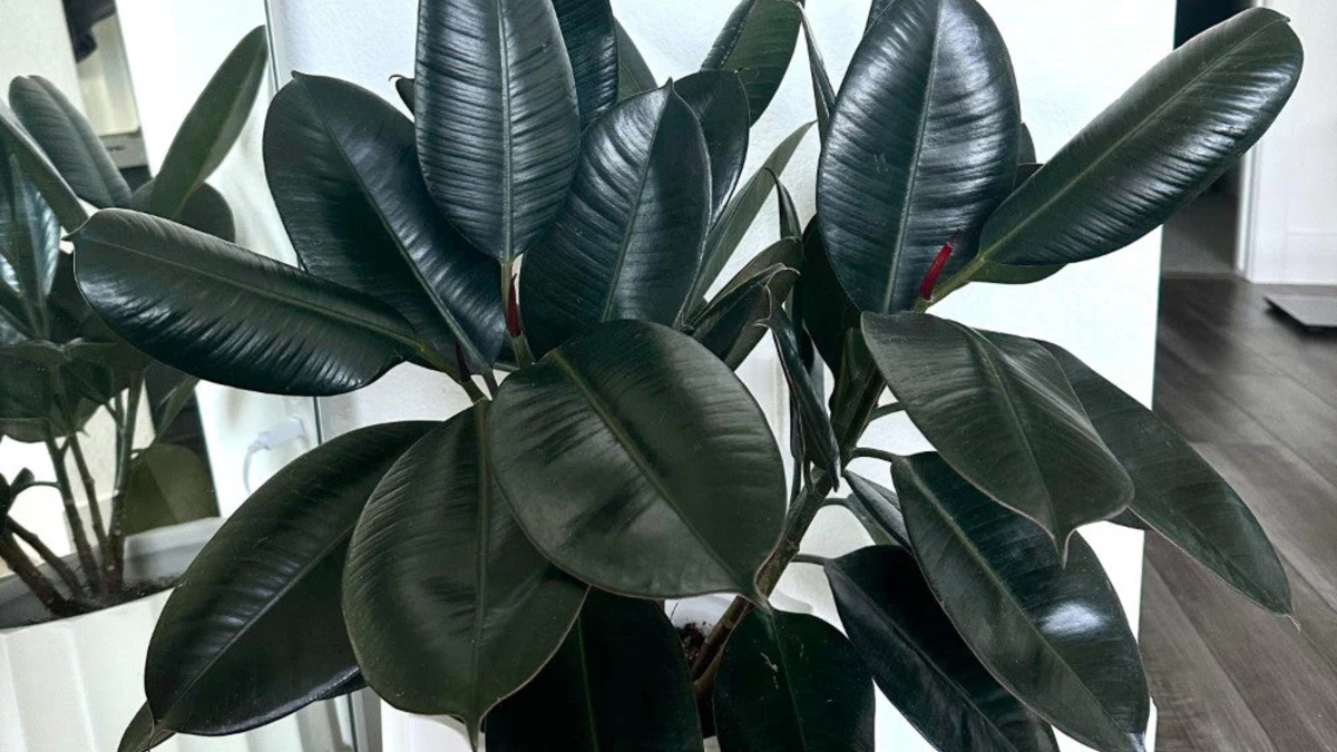 Peeacelily | Rubber Plant Care: How to Grow a Healthy Indoor Tree Rubber Plant Care