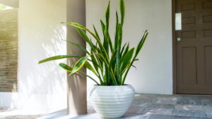 Peeacelily | Snake Plant for Beginners: The Ultimate Starter Plant Snake Plant for Beginners