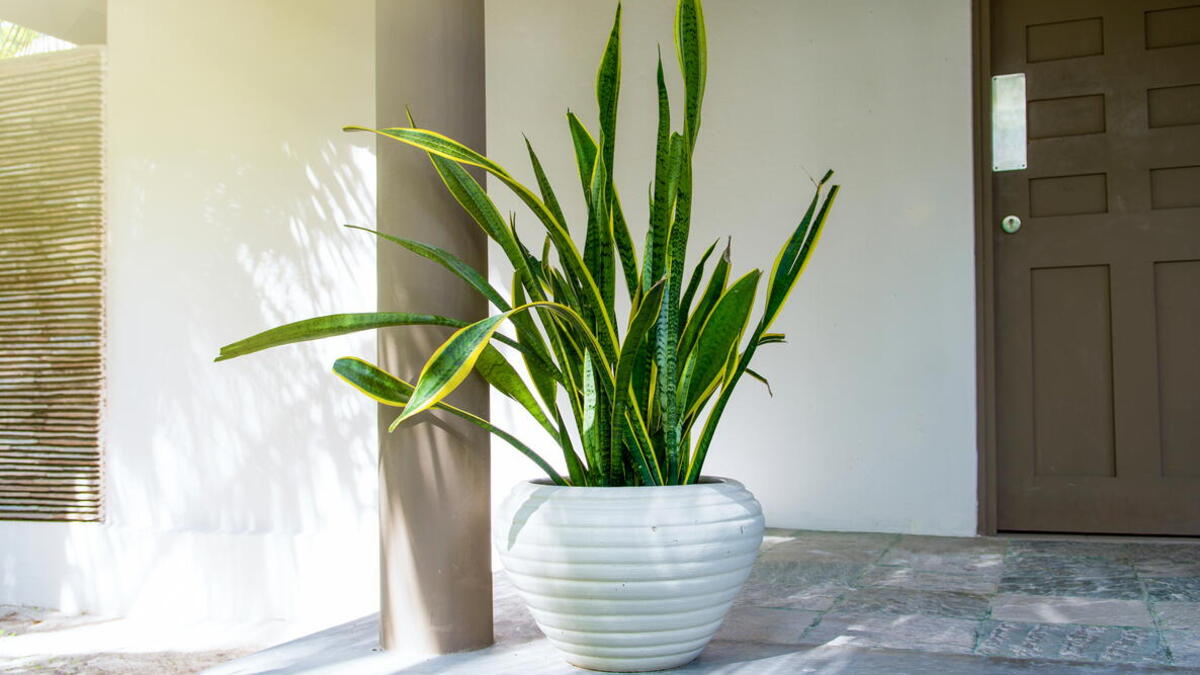 Peeacelily | Snake Plant for Beginners: The Ultimate Starter Plant Snake Plant for Beginners