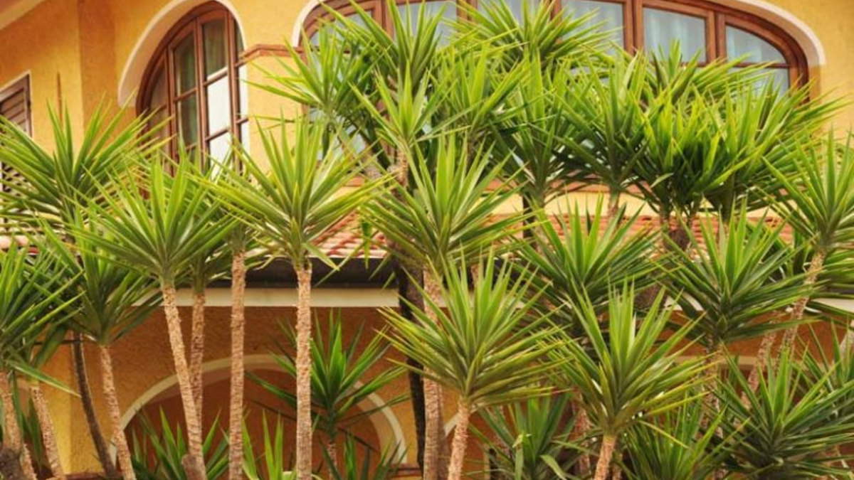 Peeacelily | Yucca Plant Care: A Hardy Plant for Bright Spaces yucca plant care