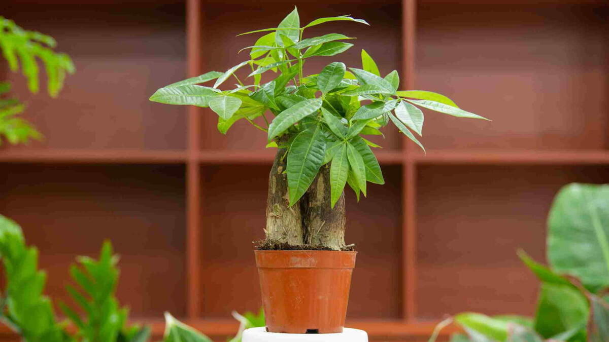 how to care for a money tree