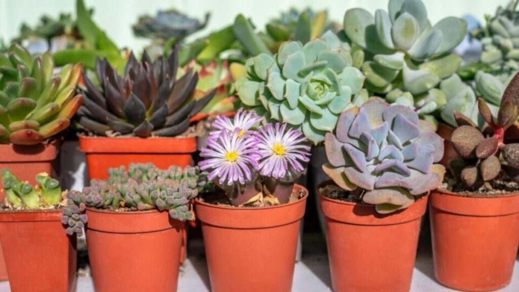how to take care of succulents