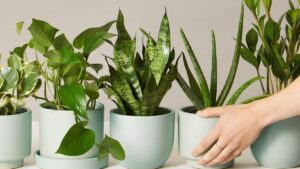 Peeacelily | Best Low Light Indoor Plants That Thrive Without Sun low light indoor plants