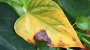 houseplant diseases