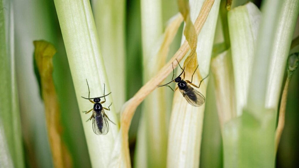 How to Get Rid of Fungus Gnats for Good