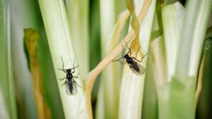 Peeacelily | How to Get Rid of Fungus Gnats for Good How to Get Rid of Fungus Gnats for Good