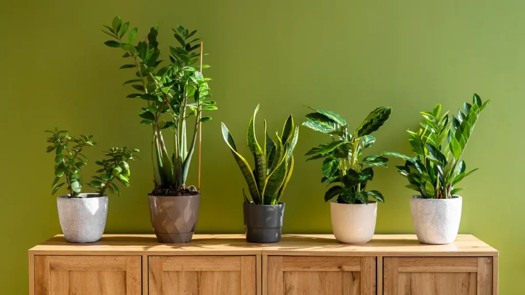 Low Maintenance Indoor Plants for Beginners
