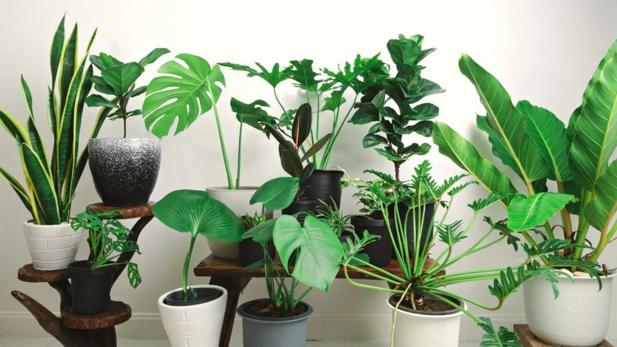 large houseplants