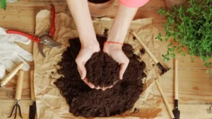 best potting soil for indoor plants