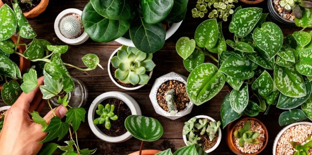 indoor purifier plants