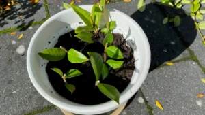 Peeacelily | The Biggest Pot Mistake That Kills Your Plants (Avoid This!) wrong pot size for plants