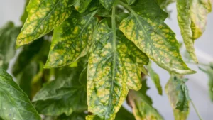 signs plants need fertilizer