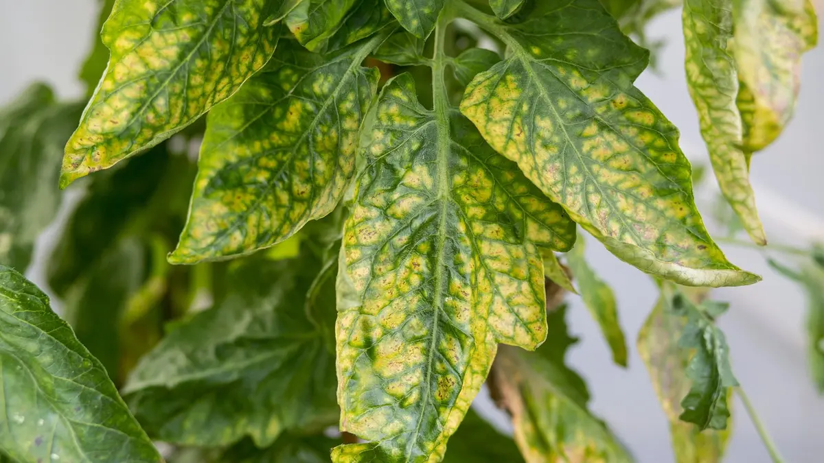 signs plants need fertilizer