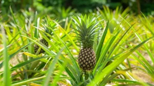 do pineapples grow on trees