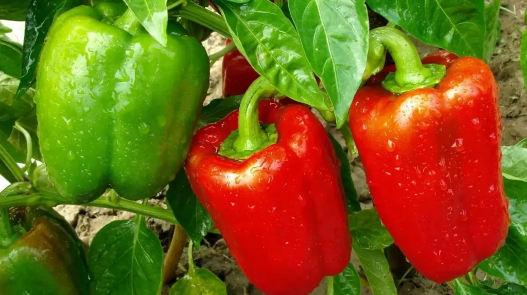 growing bell peppers in pots