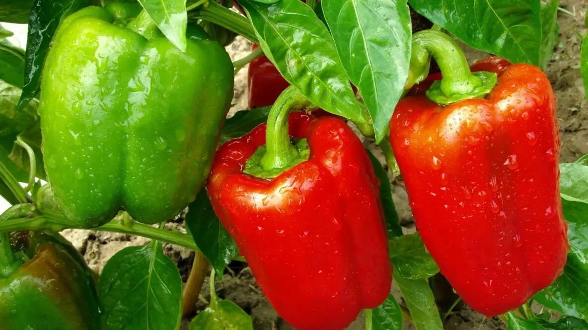 growing bell peppers in pots